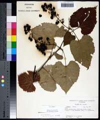 Vitis vulpina image