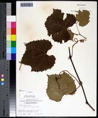 Vitis vulpina image