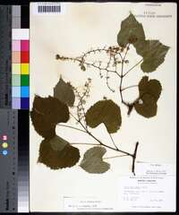 Vitis vulpina image