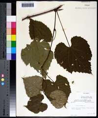 Vitis vulpina image