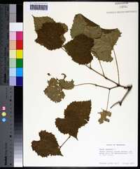 Vitis vulpina image