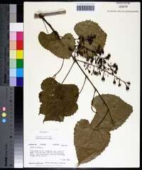 Vitis vulpina image