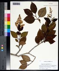 Ligustrum japonicum image