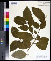 Ligustrum lucidum image