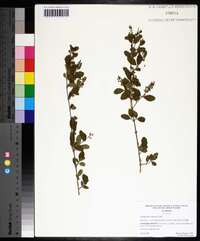 Ligustrum sinense image