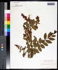 Ligustrum sinense image