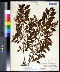 Ligustrum sinense image