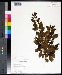 Ligustrum sinense image