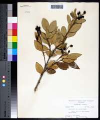 Ligustrum japonicum image