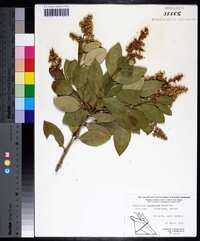 Ligustrum japonicum image