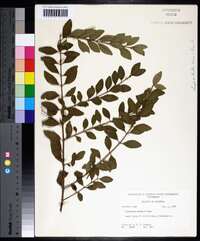 Ligustrum sinense image