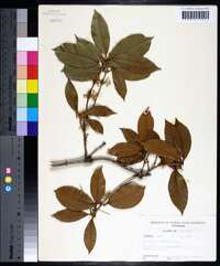 Osmanthus fragrans image