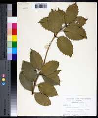 Osmanthus fortunei image