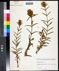 Gentiana linearis image