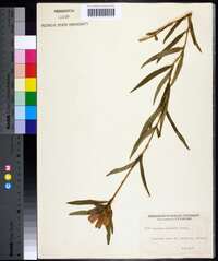 Gentiana linearis image