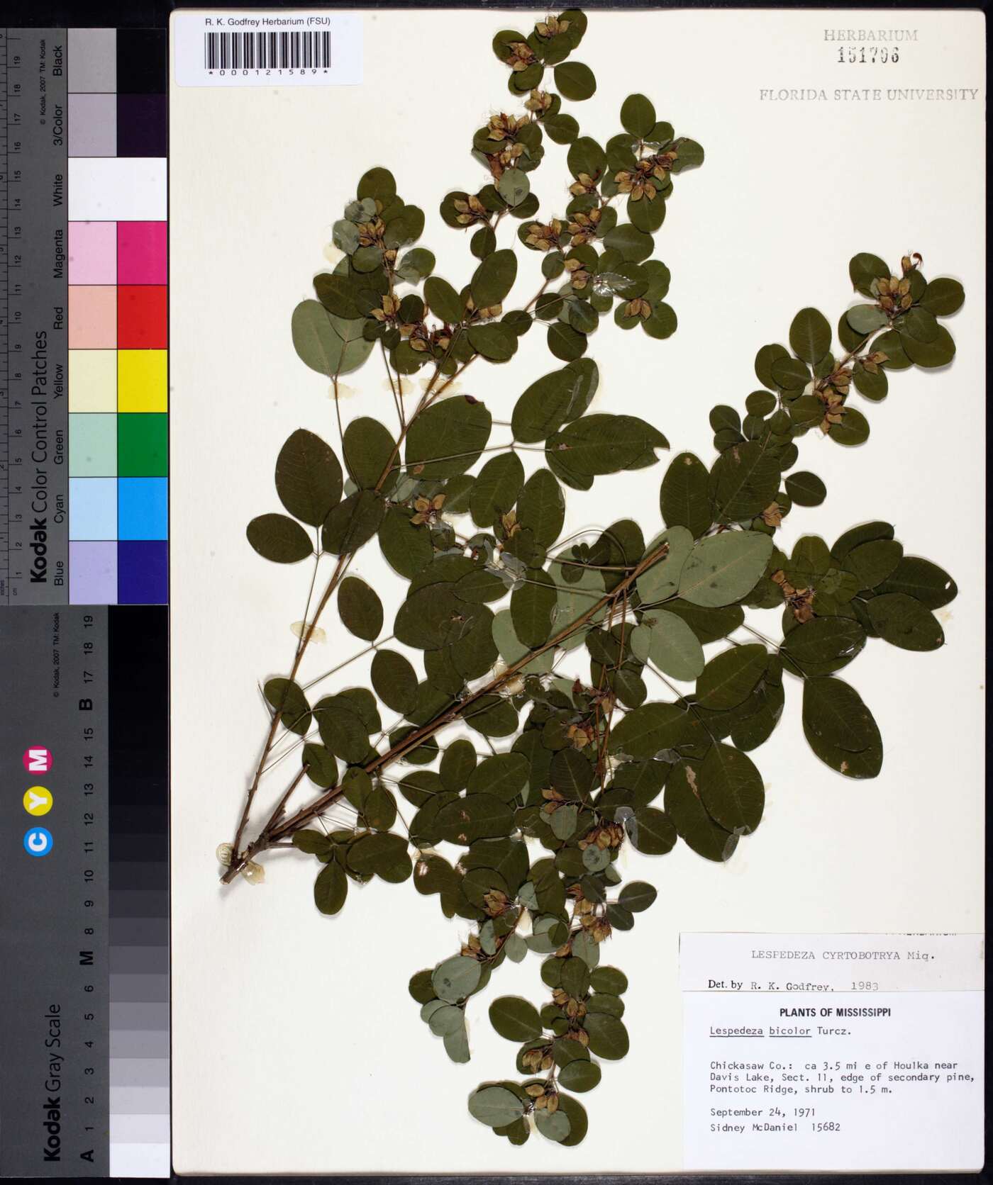 Lespedeza cyrtobotrya image