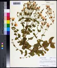 Sabatia angularis image