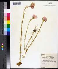 Sabatia gentianoides image