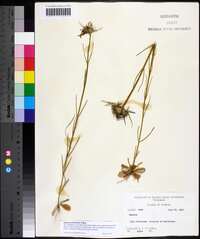 Sabatia gentianoides image