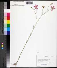 Sabatia grandiflora image