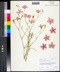 Sabatia grandiflora image