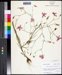 Sabatia grandiflora image