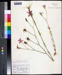 Sabatia grandiflora image