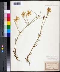 Sabatia grandiflora image