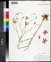 Sabatia grandiflora image