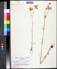 Sabatia grandiflora image