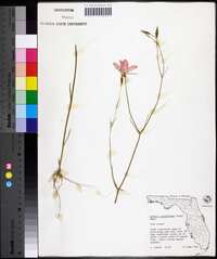 Sabatia grandiflora image