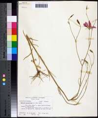 Sabatia grandiflora image