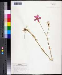 Sabatia grandiflora image
