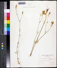 Sabatia grandiflora image