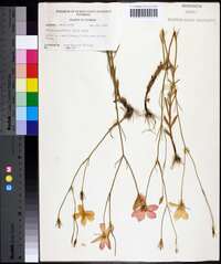 Sabatia grandiflora image