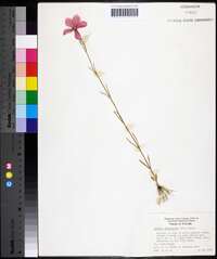 Sabatia grandiflora image