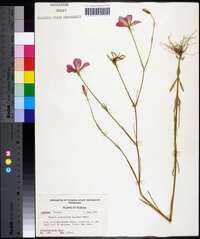 Sabatia grandiflora image