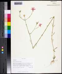 Sabatia grandiflora image