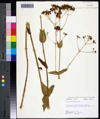 Sabatia macrophylla image