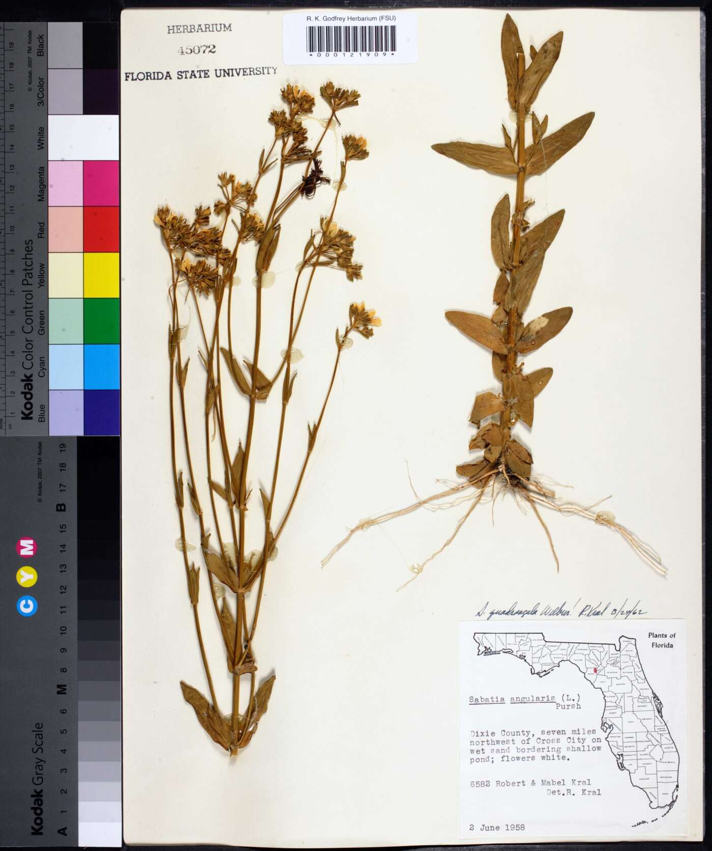 Sabatia quadrangula image