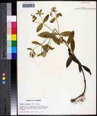 Sabatia calycina image