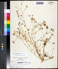 Sabatia campanulata image