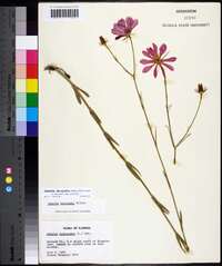 Sabatia decandra image