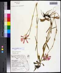 Sabatia decandra image