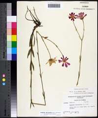 Sabatia decandra image