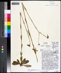 Sabatia decandra image