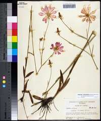 Sabatia decandra image