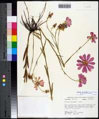 Sabatia decandra image