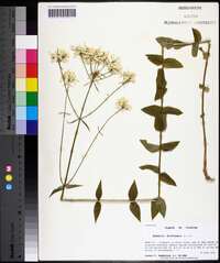 Sabatia difformis image