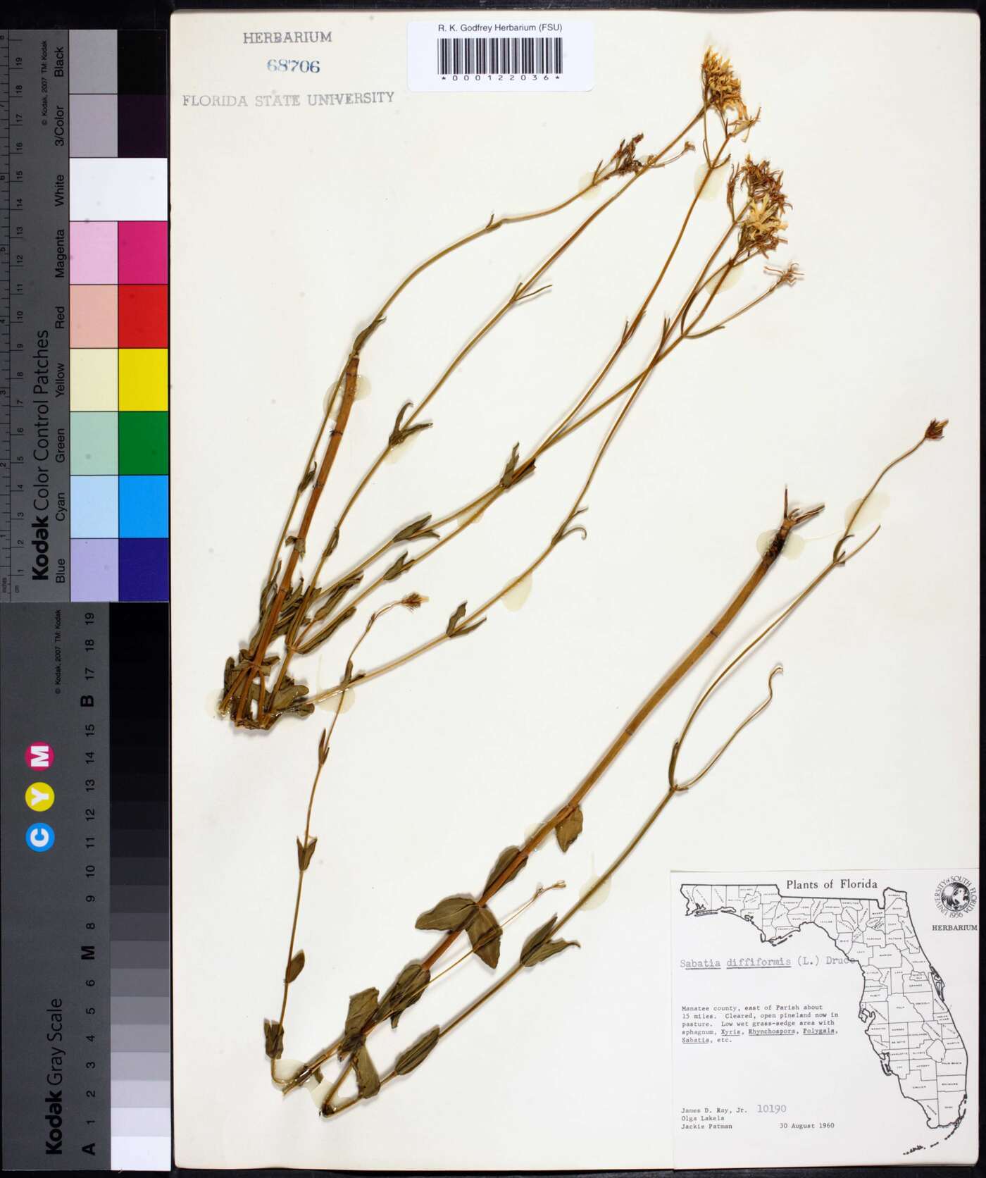 Sabatia difformis image